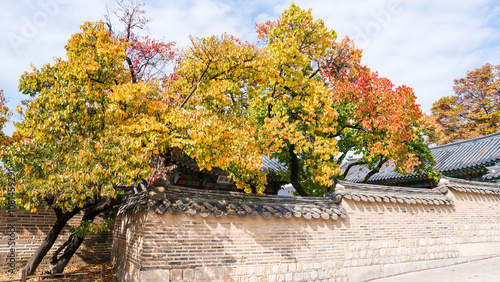Photography Autumn ginkgo yellow leaves