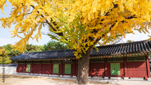 Photography Autumn ginkgo yellow leaves