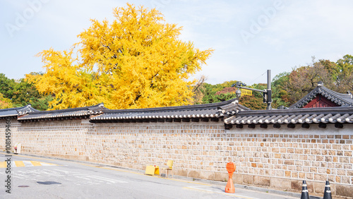 Canvas Print Autumn ginkgo yellow leaves