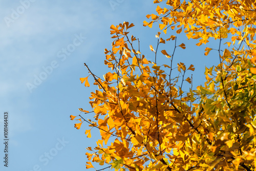 yellow ginkgo leaves hanging from the tree photo