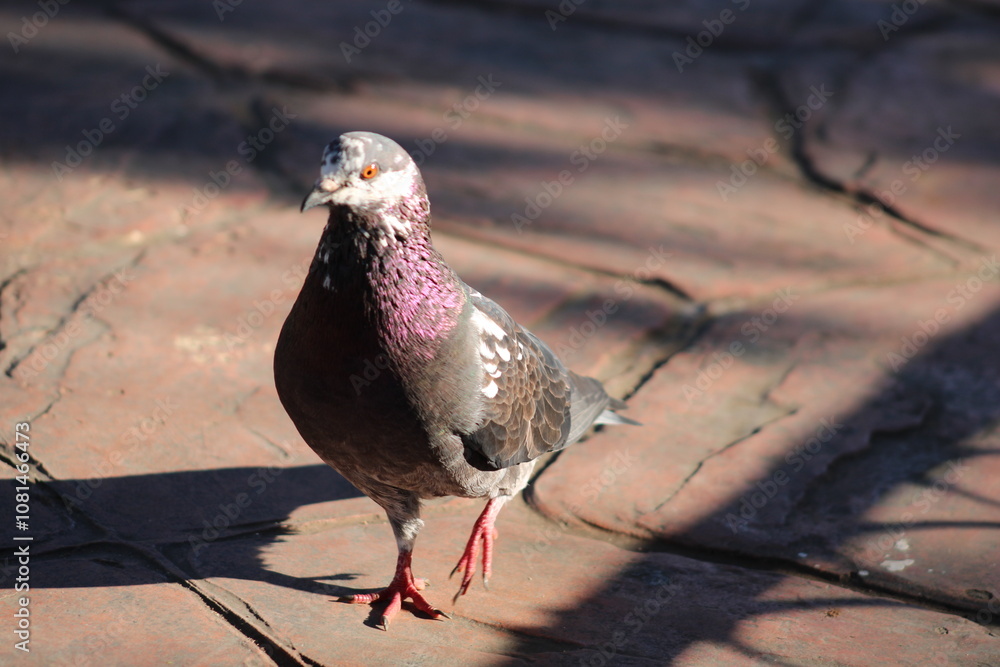 Obraz premium bird of prey