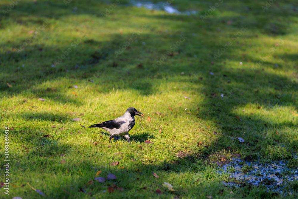 Obraz premium A black and white bird is standing in a grassy field