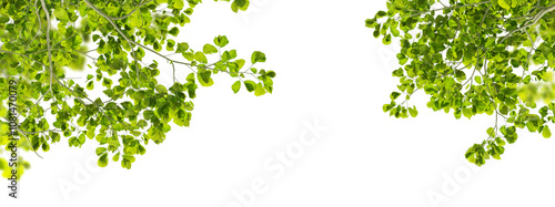 green leaves tree branches isolated on white