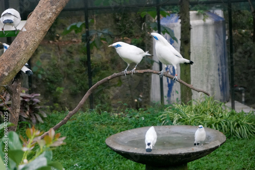 Group of Bali Myna a White Bird With Blue Around the Eyes Sitting on Branch Against Nature Background photo