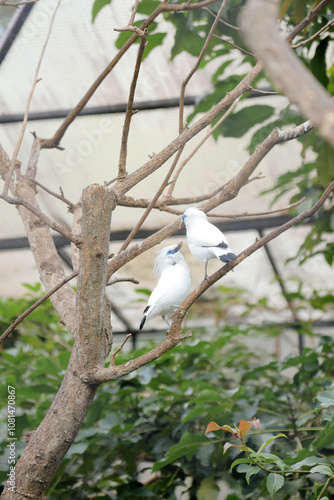 Two Bali Myna Bird Sitting on Branch Against Nature Background photo