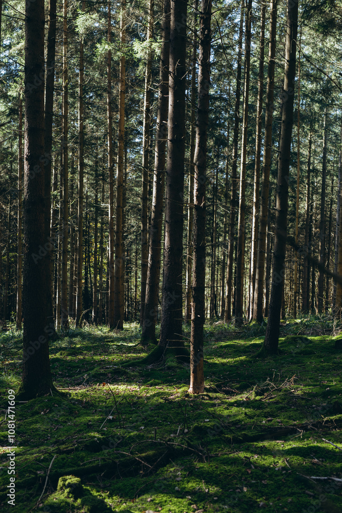 Spruce Tree Forest, Sunbeams through Fog illuminating Moss and Fern Covered Forest Floor, Spruce Tree Forest, Sunbeams through Fog illuminating Moss and Fern Covered Forest Floor,