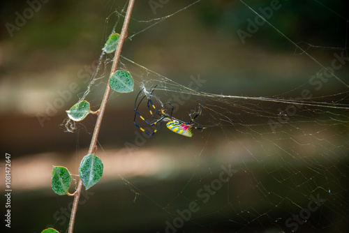 Joro Spider Forming a Web 01