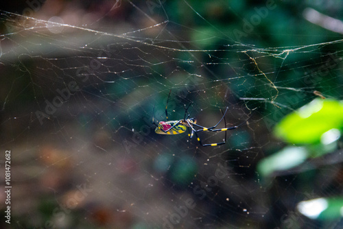 Upside Down Joro Spider
