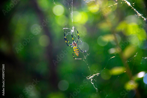 Joro Spider Making a Web