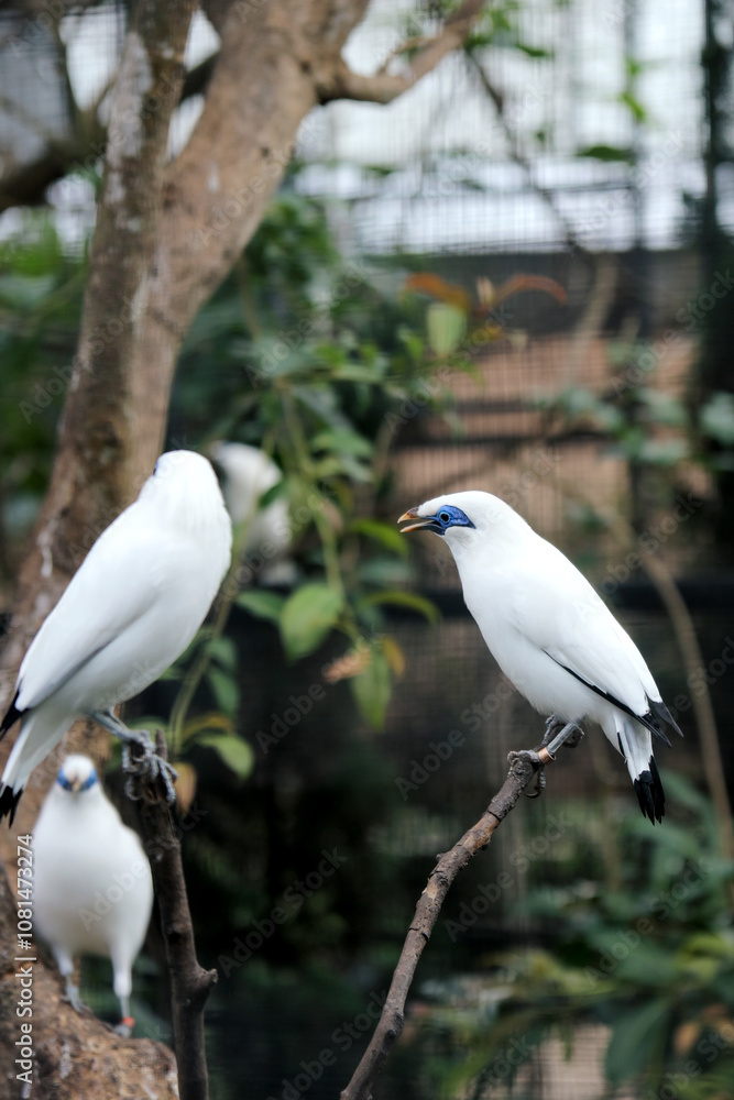 Group of Bali Myna Bird Stand on Branch Against Nature Background Group of Bali Myna Bird Stand on Branch Against Nature Background