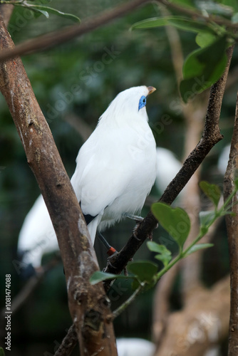 Portrait of Bali Myna Bird Stand on Branch Against Nature Background