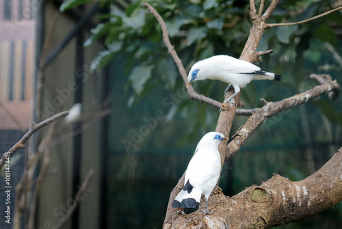 Two Bali Myna Bird Sitting on Branch at Zoo photo