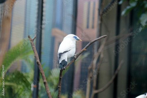 Bali Myna a White Bird With Blue Around the Eyes Stand on Branch Over Nature Background photo