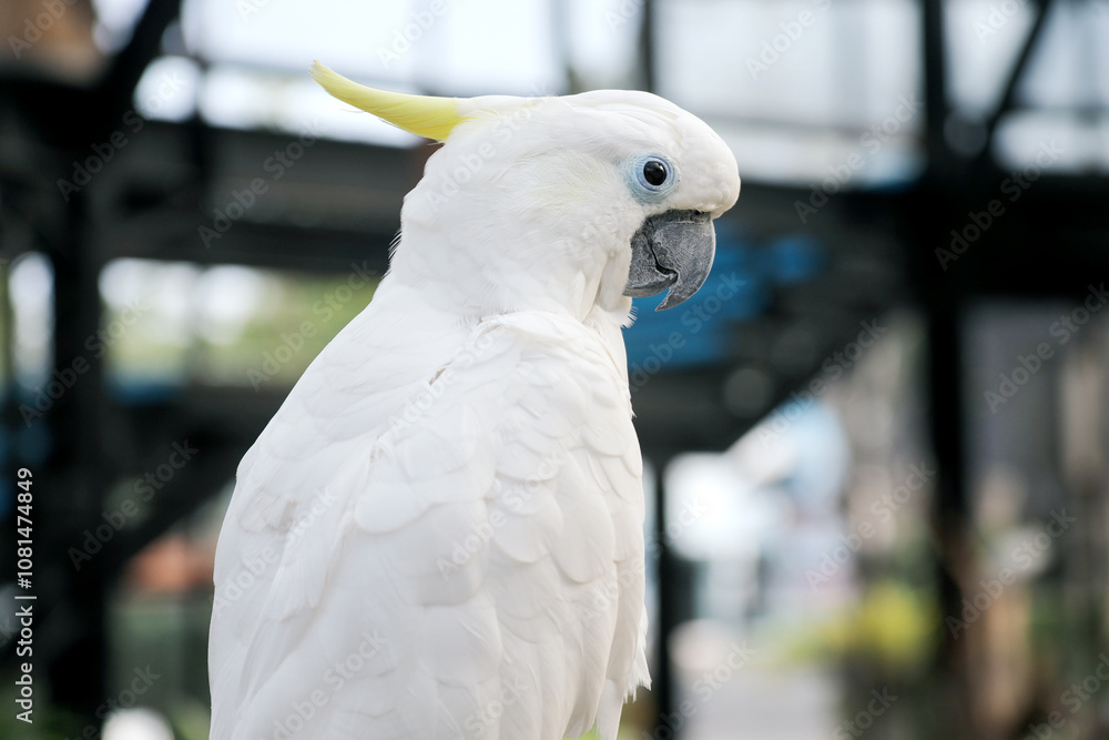 Cockatoo Sitting on Branch at The Big Bird Aviary Cockatoo Sitting on Branch at The Big Bird Aviary