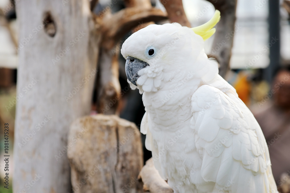 Close Up of Cockatoo Against Blurred Background Close Up of Cockatoo Against Blurred Background
