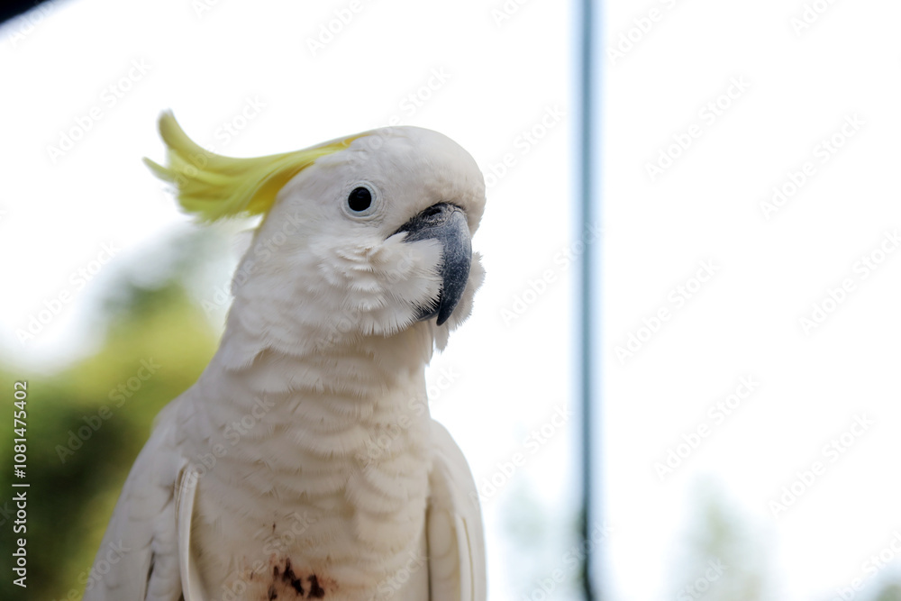 Cockatoo Sitting on Branch at The Big Bird Aviary Cockatoo Sitting on Branch at The Big Bird Aviary