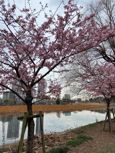 Ueno park in Tokyio, Japan photo