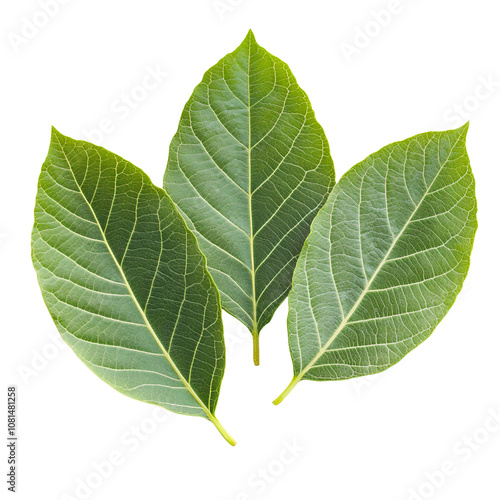 Walnut leaves top view isolated. Green walnut leaf on white background. Three nut leaves flat lay. With clipping path. Full depth of field. Perfect not AI walnut leaf, true photo.