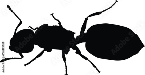 Ant silhouette illustration. Insect animal isolated on white.