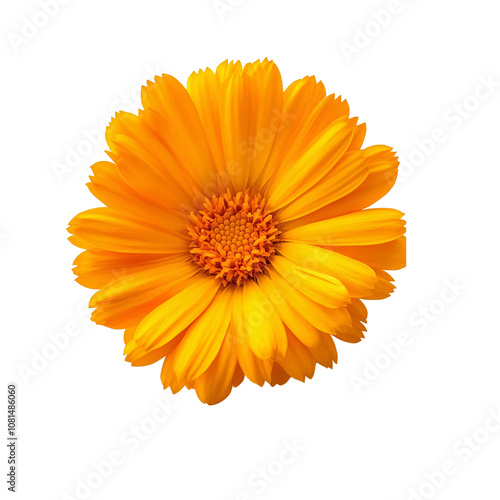 Calendula. Calendula officinalis flower isolated. Orange marigold on white background.