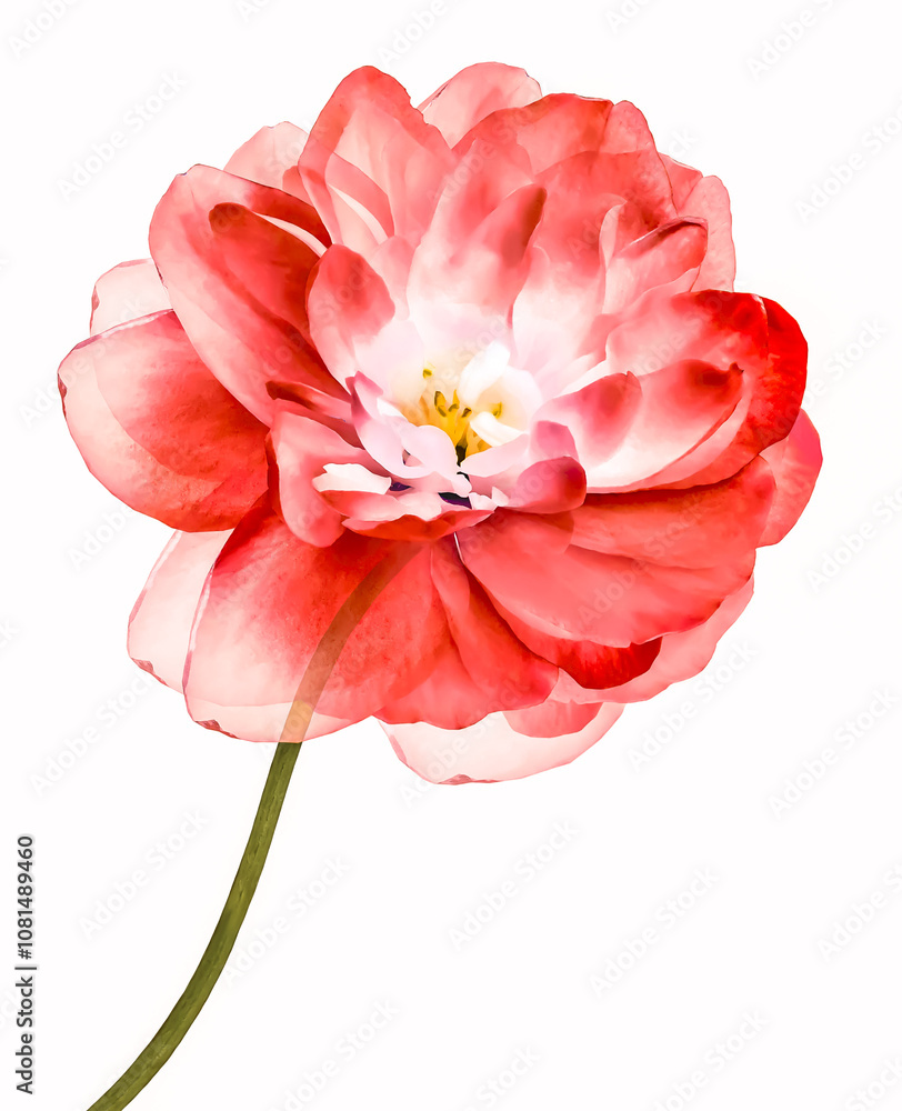 Red flower isolated on a white background. Closeup. Flower on stem. For design. Nature. Red flower isolated on a white background. Closeup. Flower on stem. For design. Nature.