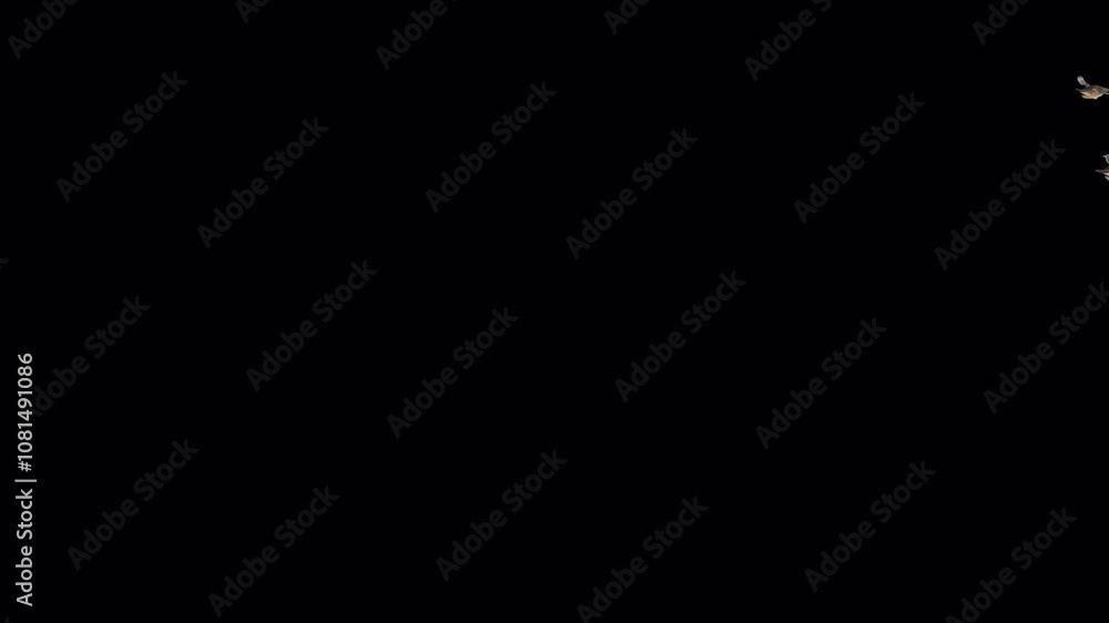 Wedge Flock of 7 American Wood Duck Birds - Flying Over Screen - Back Angle - Alpha Channel - Realistic naturalistic 3D animation isolated on transparent background Wedge Flock of 7 American Wood Duck Birds - Flying Over Screen - Back Angle - Alpha Channel - Realistic naturalistic 3D animation isolated on transparent background