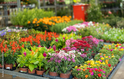Fototapeta Naklejka Na Ścianę i Meble -  On shelf there are rows of various ornamental plants for decorating apartment, office, country house, flower beds, patio. Wholesale hypermarket of potted plants, hobby gardening products