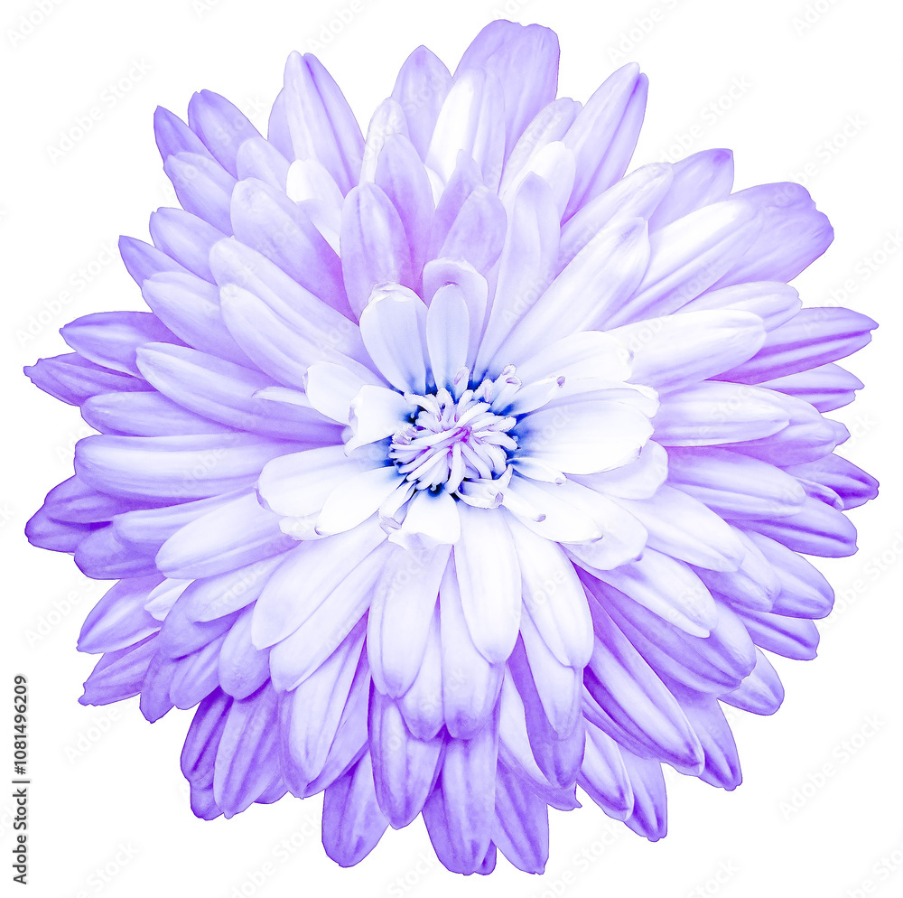 Fototapeta premium Сhrysanthemum. Flower on a white isolated background with clipping path. For design. Closeup. Nature.