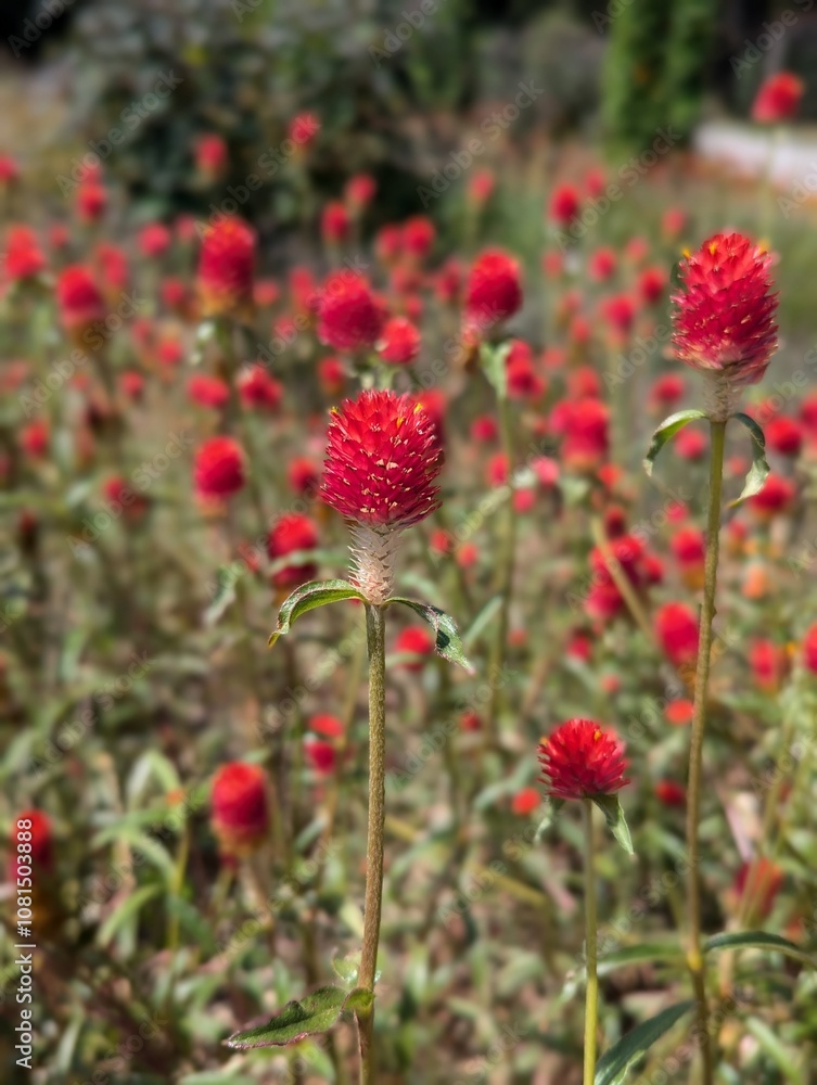 Red Field