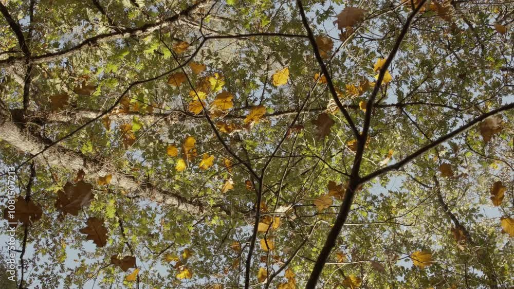 Falling Leaves Under A Tree In The Forest In Autumn Falling Leaves Under A Tree In The Forest In Autumn