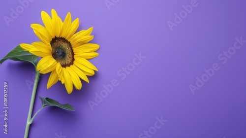 A single bright yellow sunflower on a solid purple background symbolizing diversity and growth, Highlighting the potential and beauty in diverse environments, minimalistic style