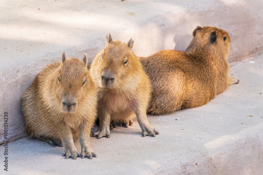 Three capybara in the park
