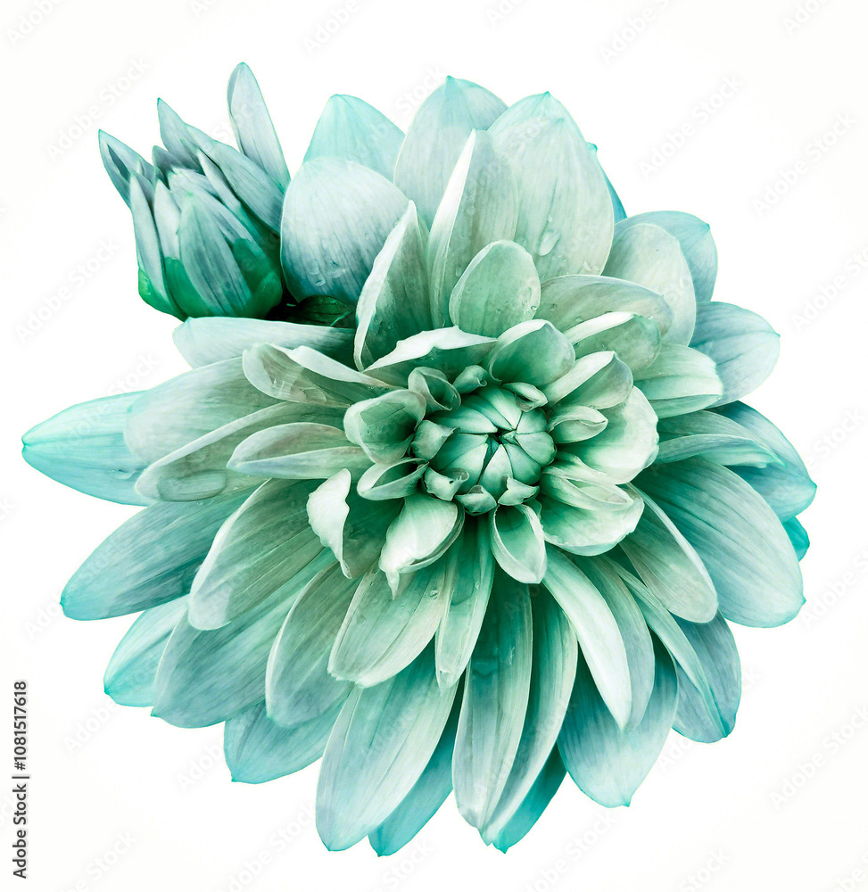 Obraz premium Dahlia flower on a white isolated background with clipping path. Closeup. For design. Nature.