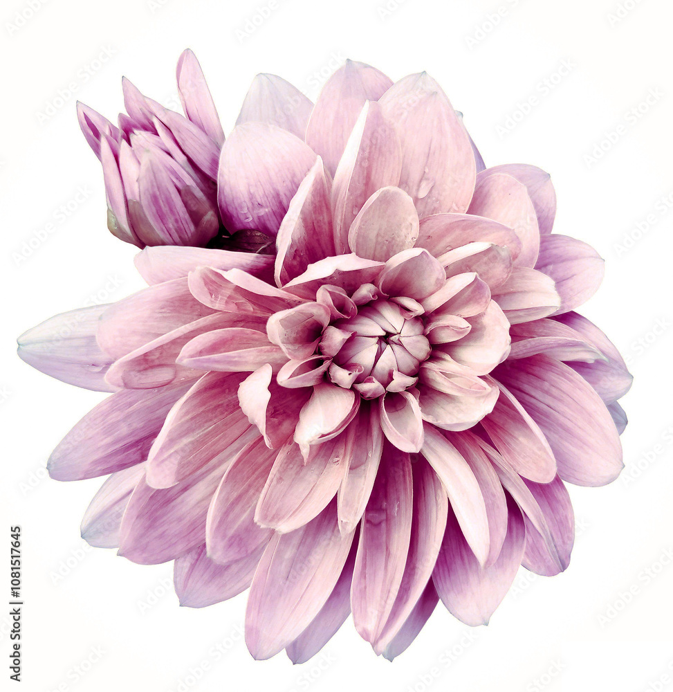 Dahlia flower on a white isolated background with clipping path. Closeup. Nature. Dahlia flower on a white isolated background with clipping path. Closeup. Nature.