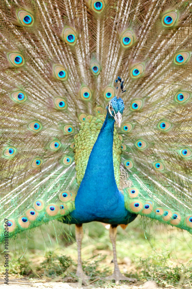 Obraz premium A peacock (pavo cristalus) showing its exquisite and vibrant plumage with detailed eye spots, highlighting the bird's natural beauty