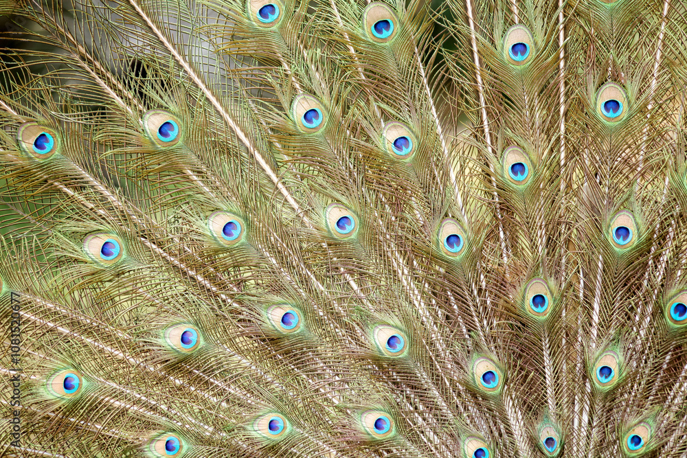 Obraz premium Peacocks pattern or texture. Colorful and Artistic peacock feathers banner or panorama.