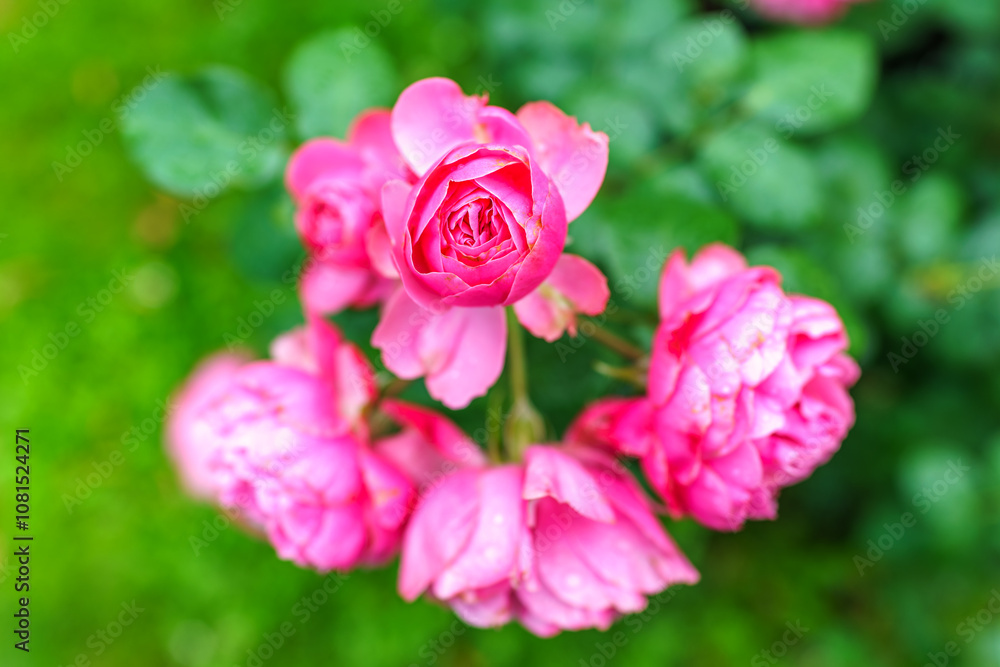 Red and white bicolored rose flowers with raindrops close-up on a green blurred background. Red and white bicolored rose flowers with raindrops close-up on a green blurred background.