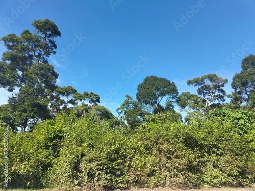 Beautiful natural sky tree pattern, bottom-up view of green tree leaves