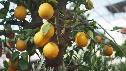  fresh lemons from a lemon tree in a yellow pot in a tranquil garden