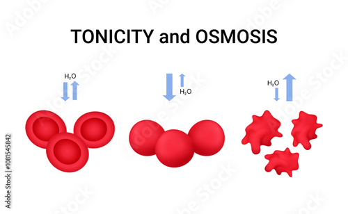 Overview of Tonicity and Osmosis