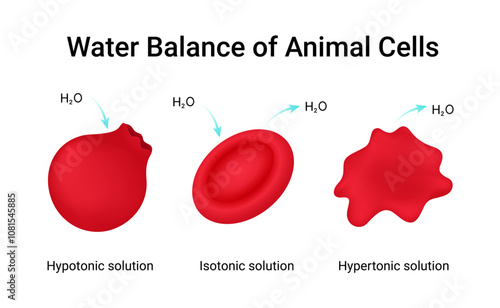 Water Balance of the Animal Cells