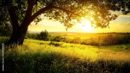 Golden sunset over a field with a tree in the foreground, nature scenery