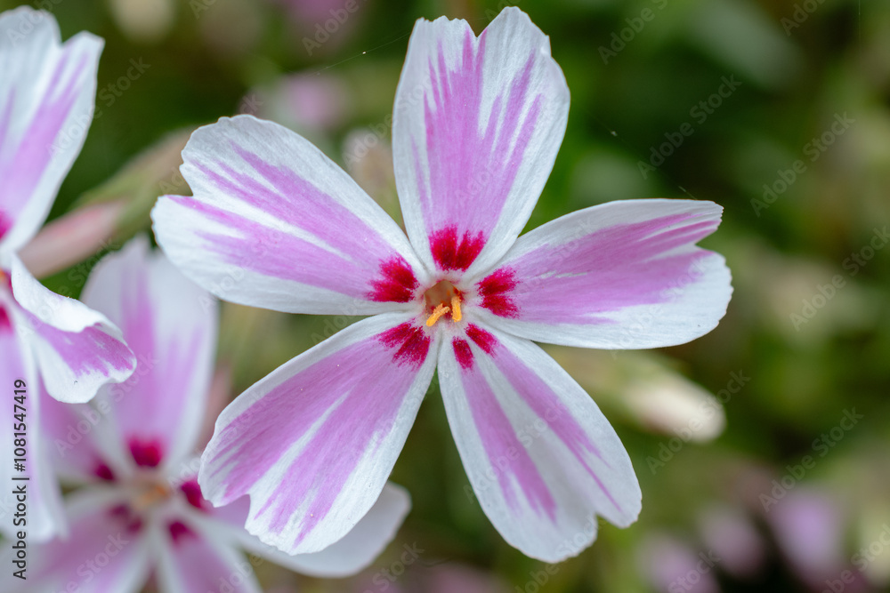 close up of pink and white flower close up of pink and white flower