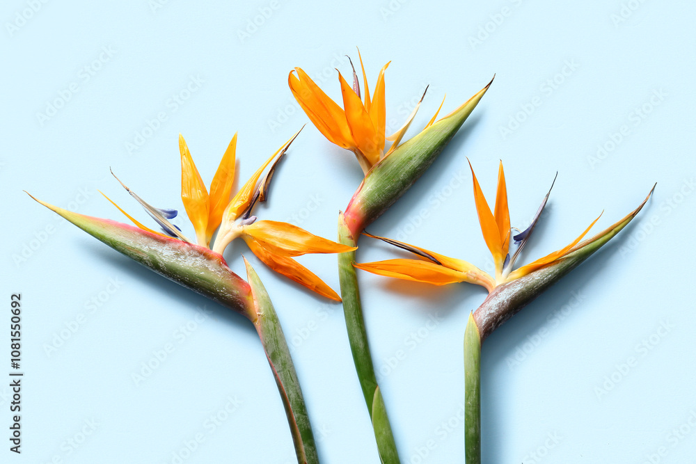 Beautiful strelitzia flowers on blue background Beautiful strelitzia flowers on blue background