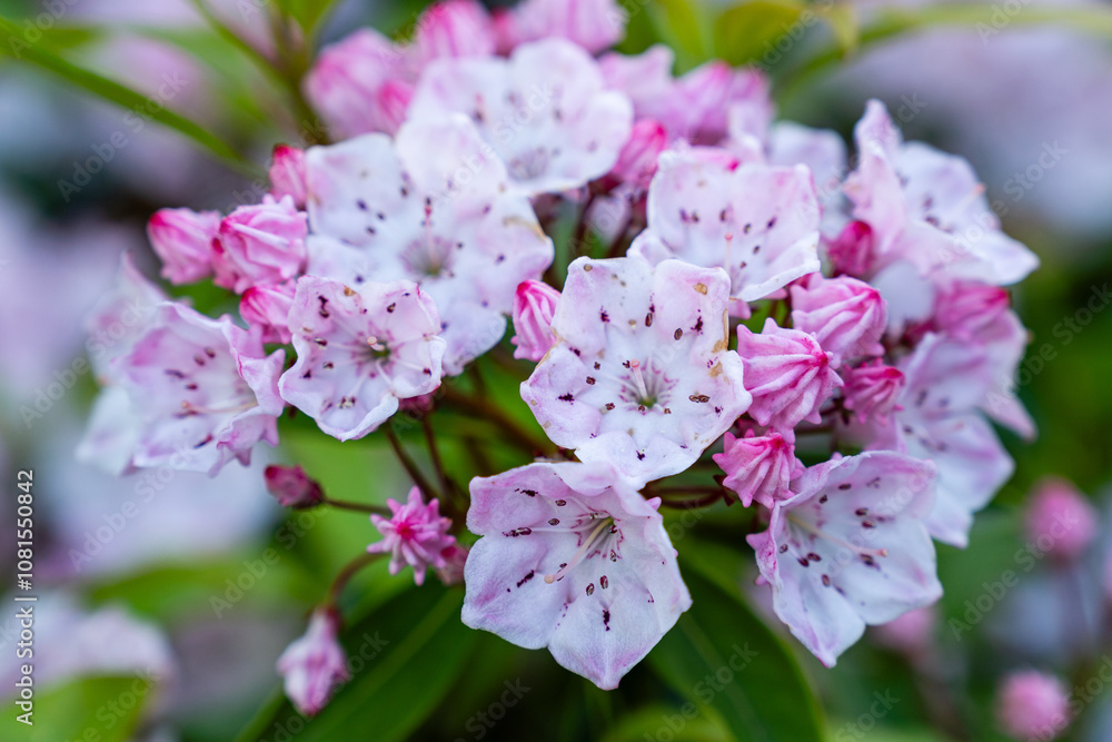 Mountain laurel (Kalmia Latifolia) in mountains and parks in spring beautiful flora Mountain laurel (Kalmia Latifolia) in mountains and parks in spring beautiful flora