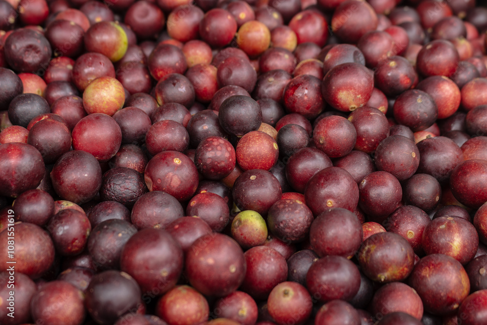 CAMU CAMU, AMAZONIAN FRUIT THAT GROWS ON THE BANKS OF RIVERS, DELICIOUS RED FRUIT KNOWN AS CAMU CAMU, DELICIOUS IN ICE CREAMS AND DESSERTS CAMU CAMU, AMAZONIAN FRUIT THAT GROWS ON THE BANKS OF RIVERS, DELICIOUS RED FRUIT KNOWN AS CAMU CAMU, DELICIOUS IN ICE CREAMS AND DESSERTS