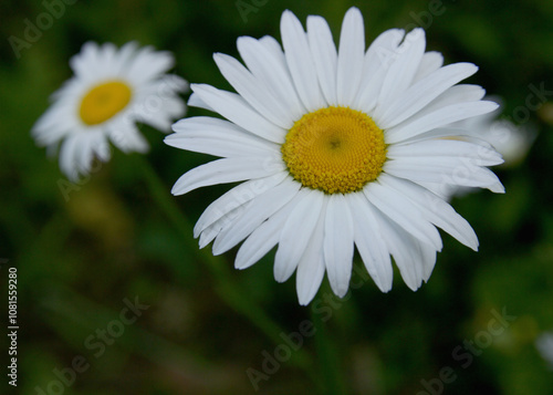 White daisy in the garden