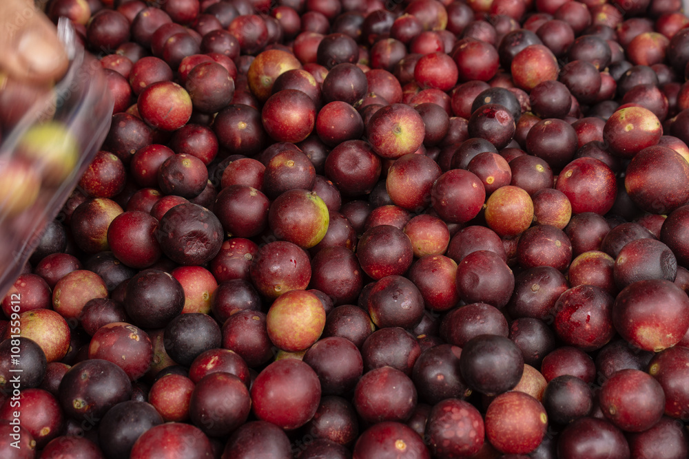 CAMU CAMU, AMAZONIAN FRUIT THAT GROWS ON THE BANKS OF RIVERS, DELICIOUS RED FRUIT KNOWN AS CAMU CAMU, DELICIOUS IN ICE CREAMS AND DESSERTS CAMU CAMU, AMAZONIAN FRUIT THAT GROWS ON THE BANKS OF RIVERS, DELICIOUS RED FRUIT KNOWN AS CAMU CAMU, DELICIOUS IN ICE CREAMS AND DESSERTS