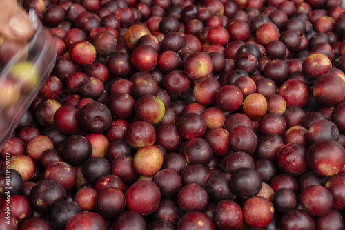 CAMU CAMU, AMAZONIAN FRUIT THAT GROWS ON THE BANKS OF RIVERS, DELICIOUS RED FRUIT KNOWN AS CAMU CAMU, DELICIOUS IN ICE CREAMS AND DESSERTS