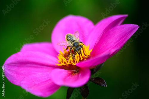 Bumble Bee on dahlia